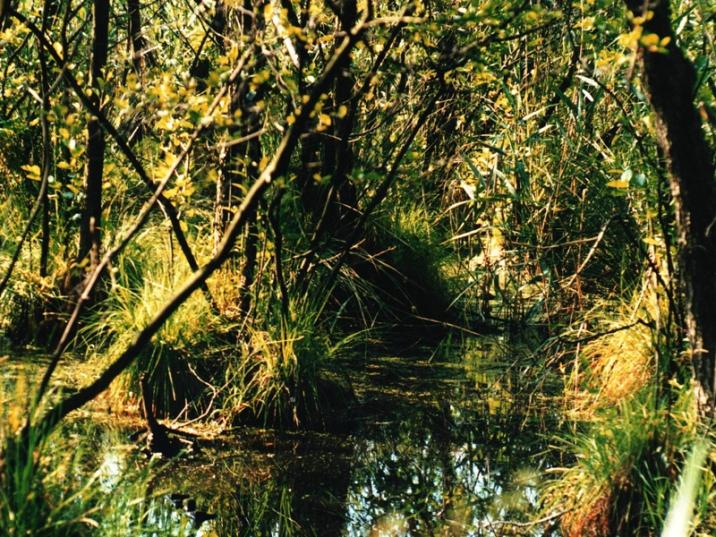 fot. archiwum nadleśnictwa