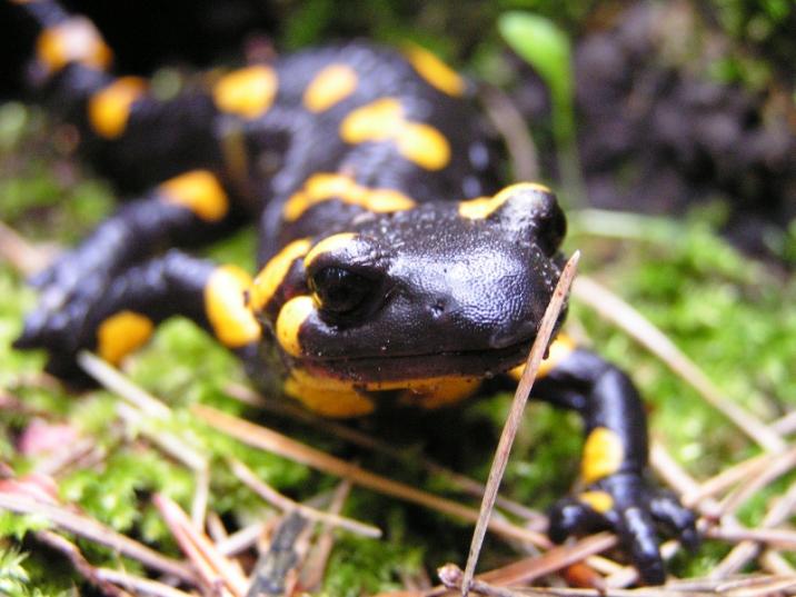 Salamandra&#x20;plamista&#x20;&#x28;fot&#x2e;&#x20;Marek&#x20;Burczak&#x29;